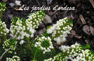 Erica vagans kevernensis alba (bruyere de Cornouaille)